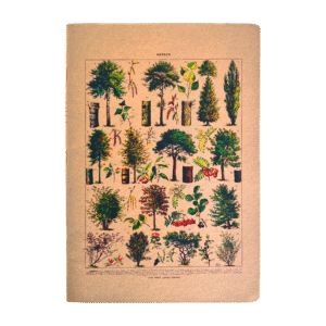 Caderneta G 14x20 cm Botânica Árvores